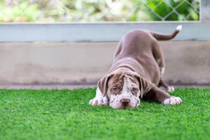 Como montar uma área pet com grama que não estraga nunca